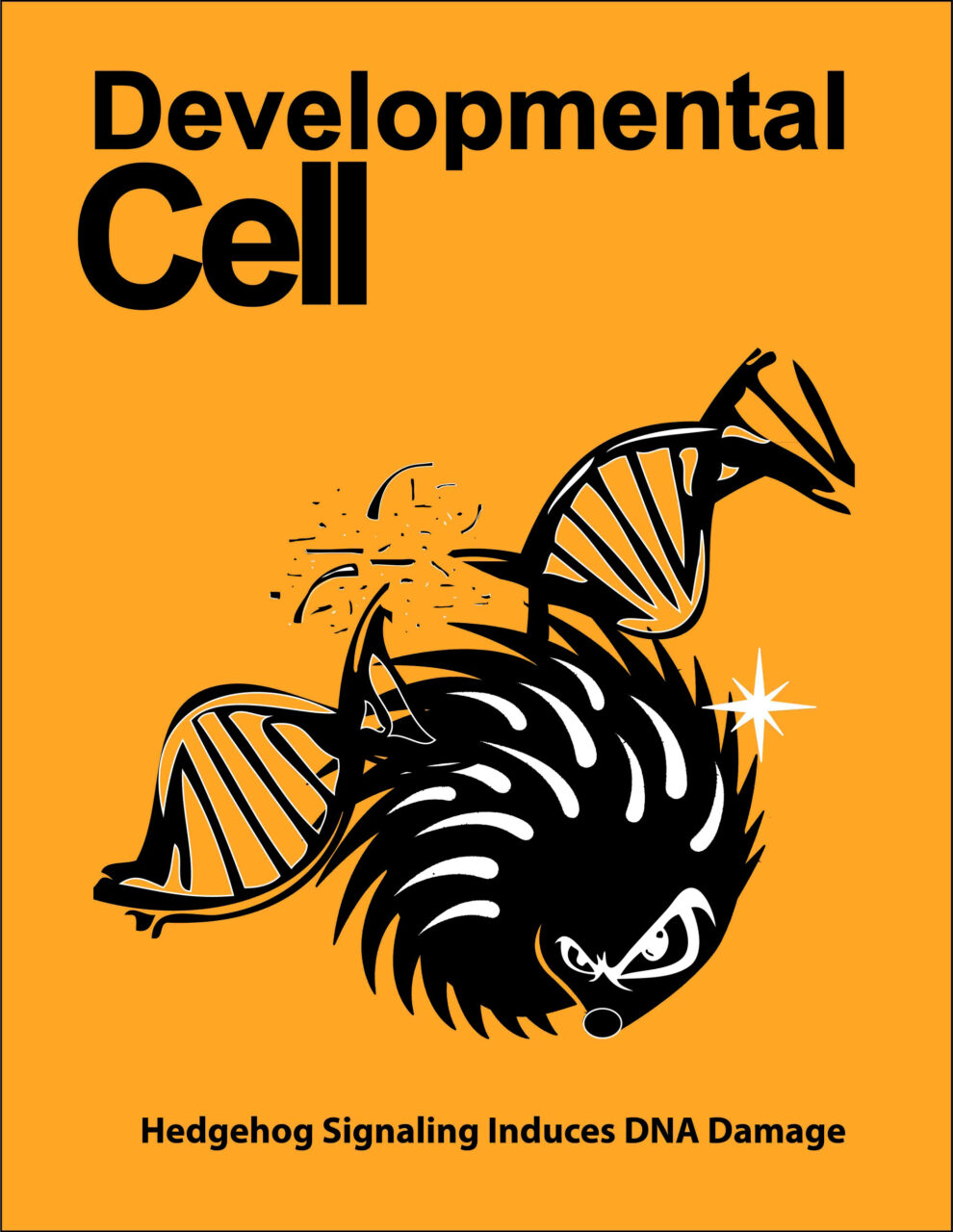Image sur la page couverture de Developmental Cell, réalisée par l'équipe du Dr Charron