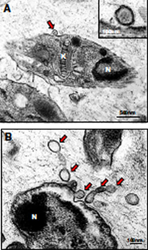 Petites vésicules extracellulaires appelées exosomes (indiquées par les flèches en rouge) sont relâchées par le parasite de la leishmaniose.