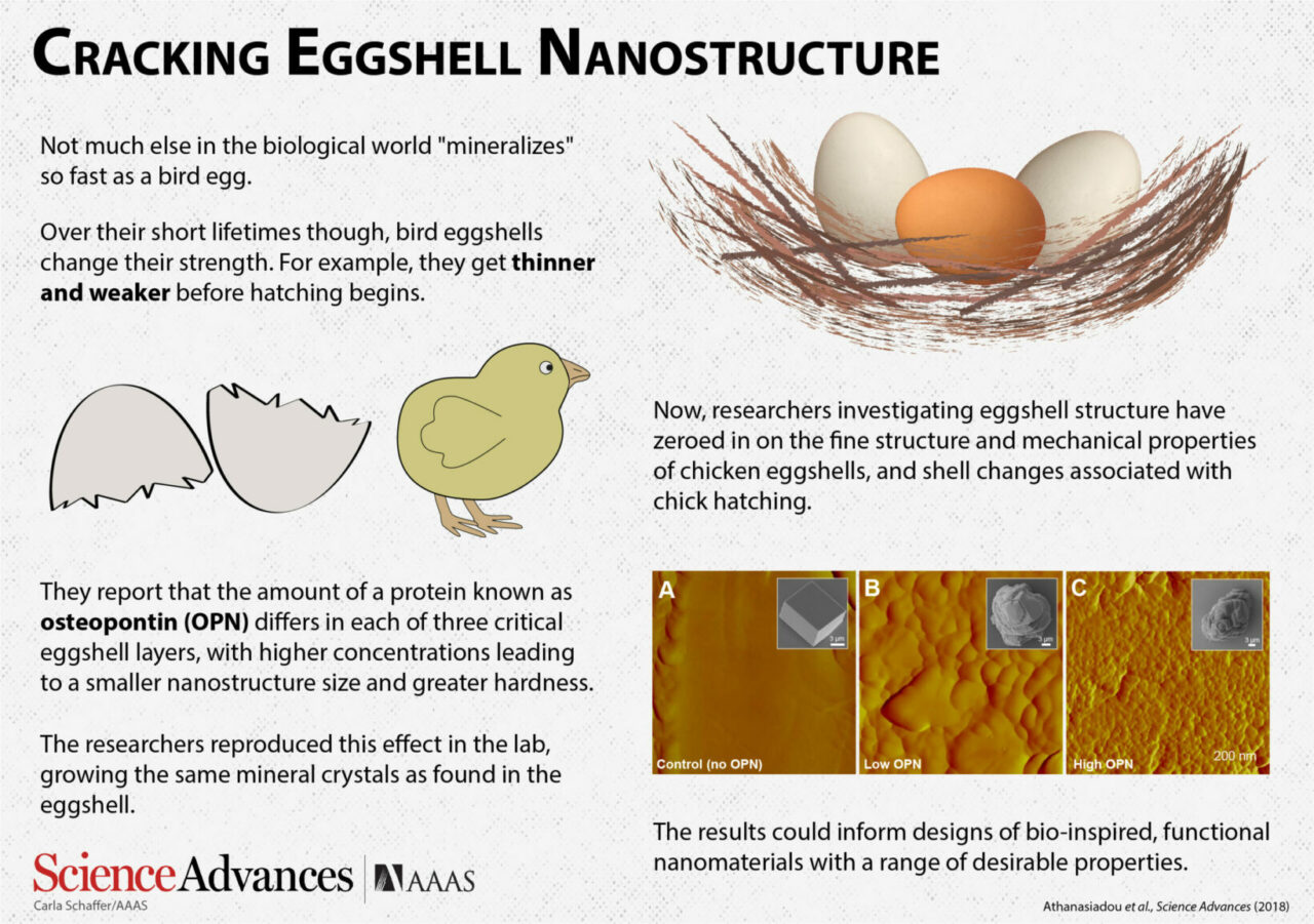 Science décalée : des chimistes ont réussi à « décuire » un œuf